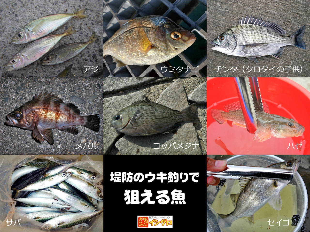 釣れる!防波堤の釣魚と最新仕掛け百科 堤防釣り 堤防・波止からの釣り 初心者釣り講座 – 釣りエサの